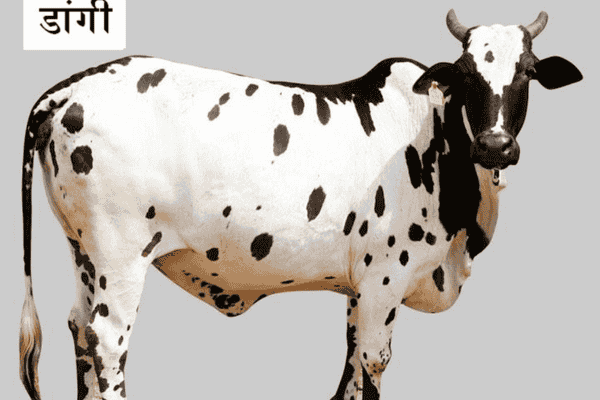 डांगी गाय