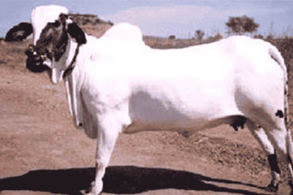 देवणी गाय