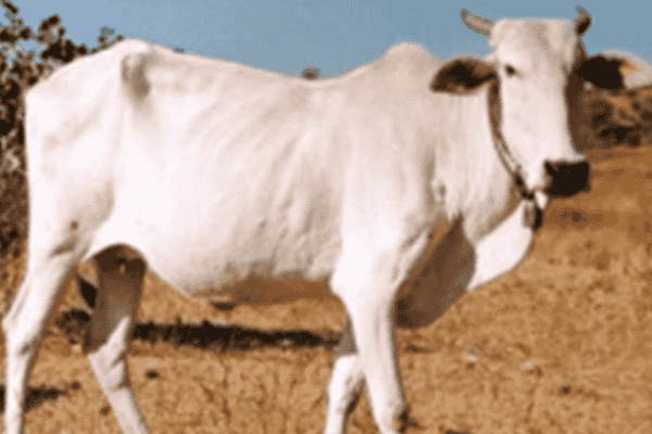 गवळावू गाय