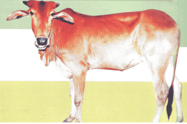 लालकंधारी गाय