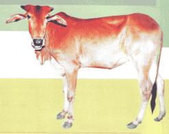 लालकंधारी गाय