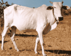 गवळावू गाय