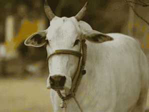 कोंकण कपिला