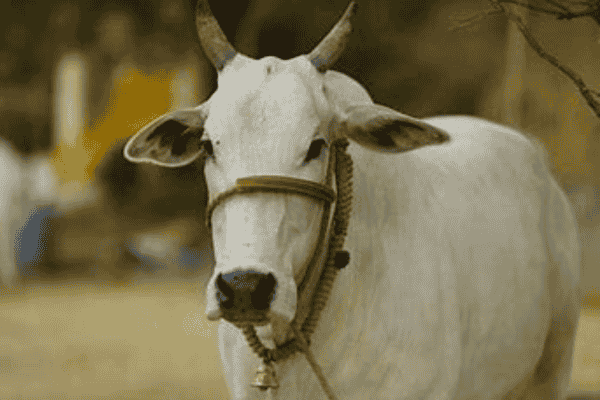 कोंकण कपिला