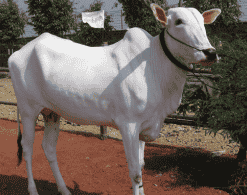 खिलार गाय