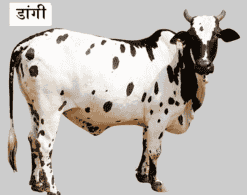 डांगी गाय